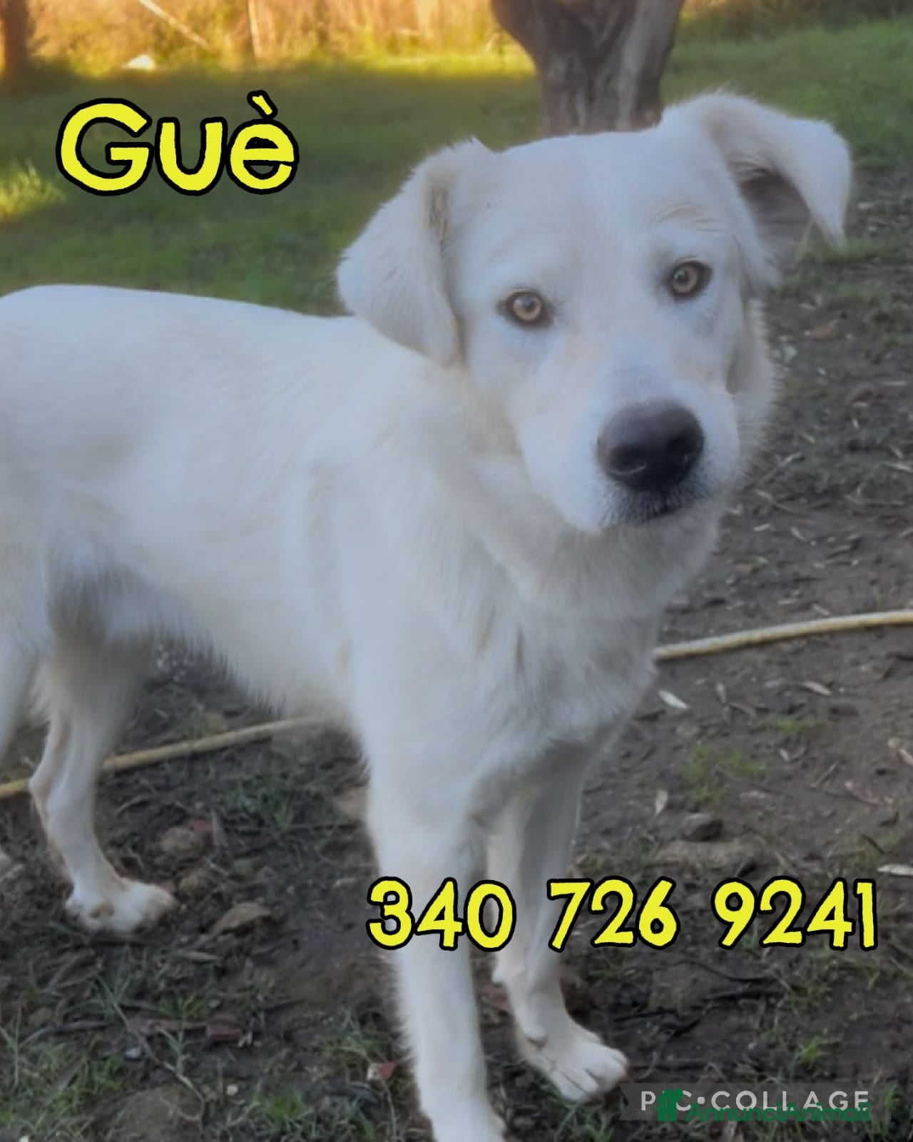 Meticcio cani GUE’ 💙 - cucciolo splendido: nessuno chiama 😢🥺 - Annuncio 29