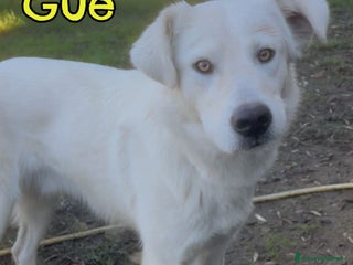 Meticcio cani GUE’ 💙 - cucciolo splendido: nessuno chiama 😢🥺 - Annuncio 25