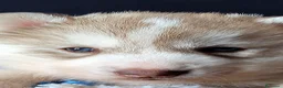 Husky cani in vendita: CUCCIOLI DI SIBERIAN HUSKY CON PEDIGREE  - Annuncio 1
