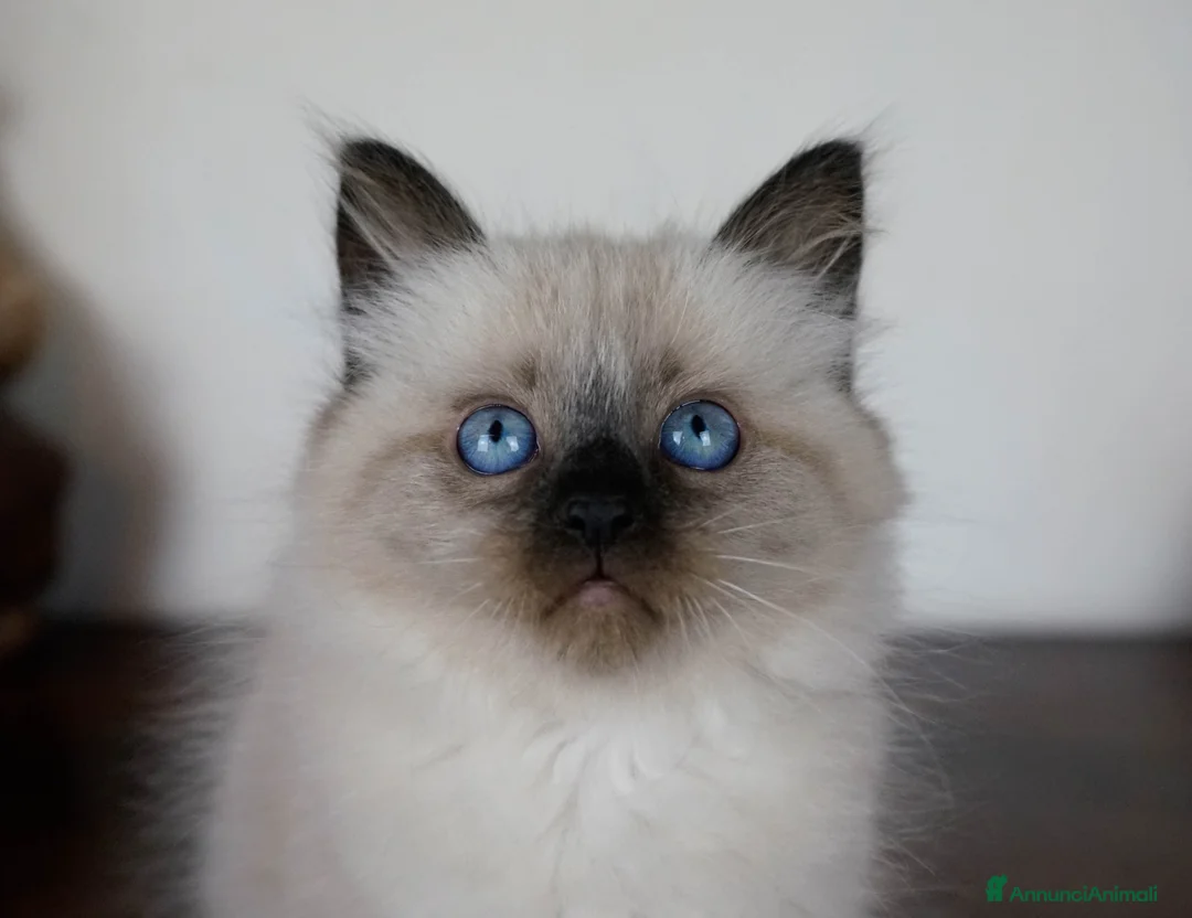 Immagine della galleria {{count}}