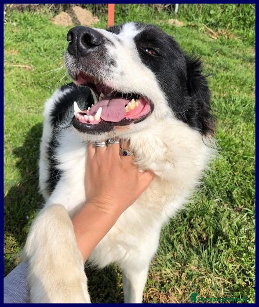 Meticcio cani in regalo: PETRUX meraviglioso patatone buono con tutti! - Annuncio 4