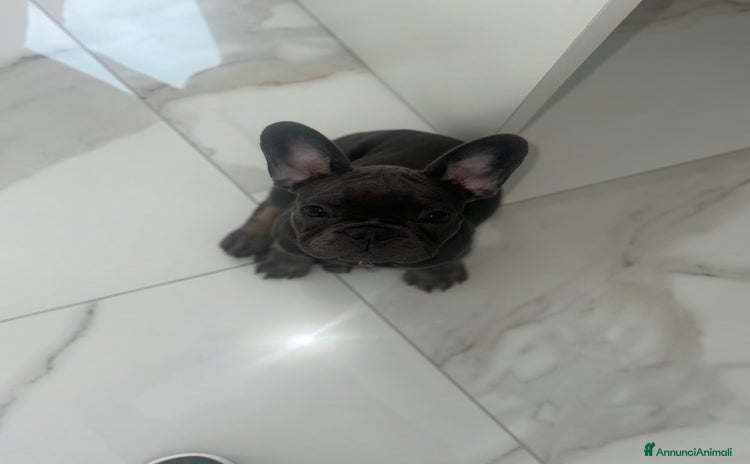 Bulldog Francese cani a Città Metropolitana di Napoli - Annuncio 8