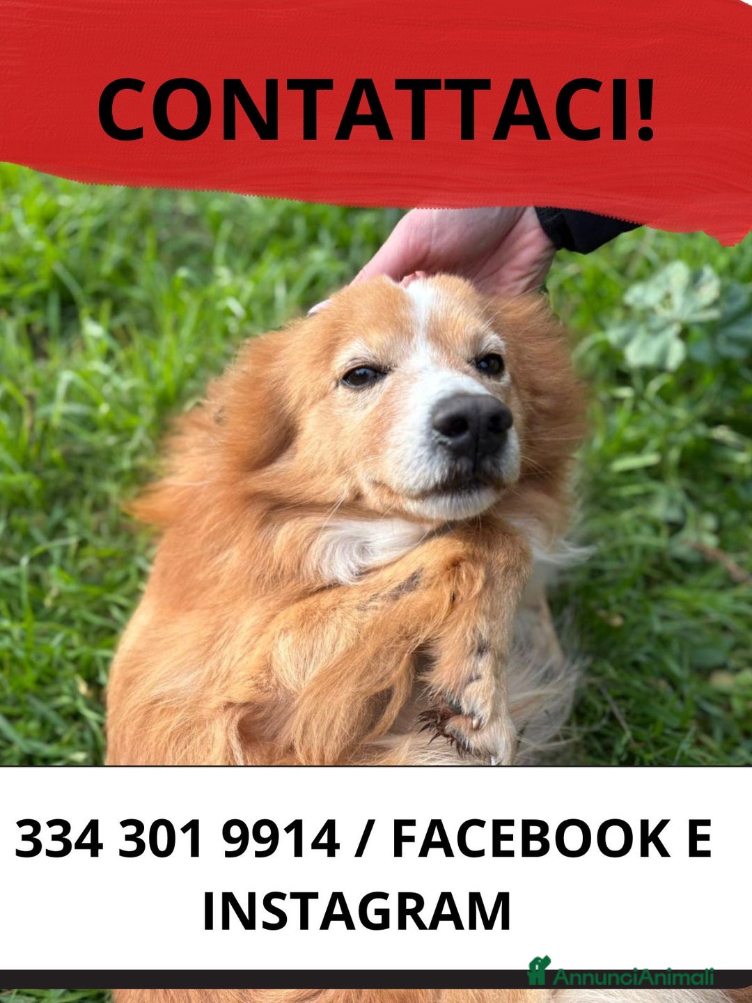 Meticcio cani in regalo: RICKY 💙- simil volpino, nessuno chiama per lui 🥲 - Annuncio 4