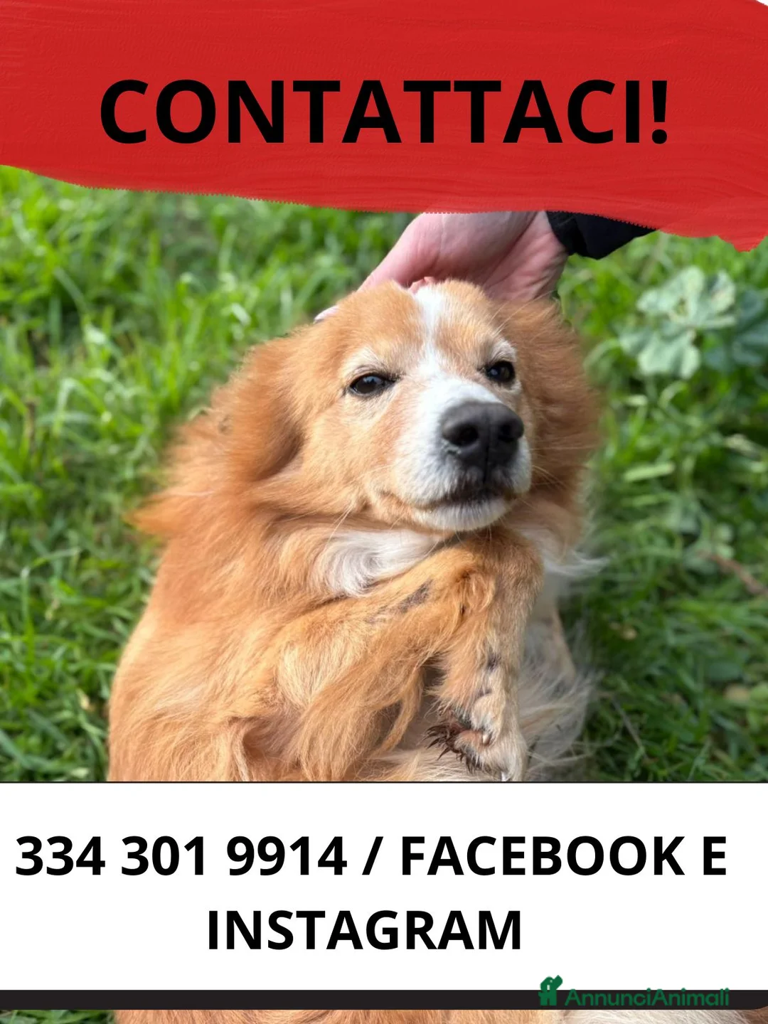 Meticcio cani in regalo: RICKY 💙- simil volpino, nessuno chiama per lui 🥲 - Annuncio 4