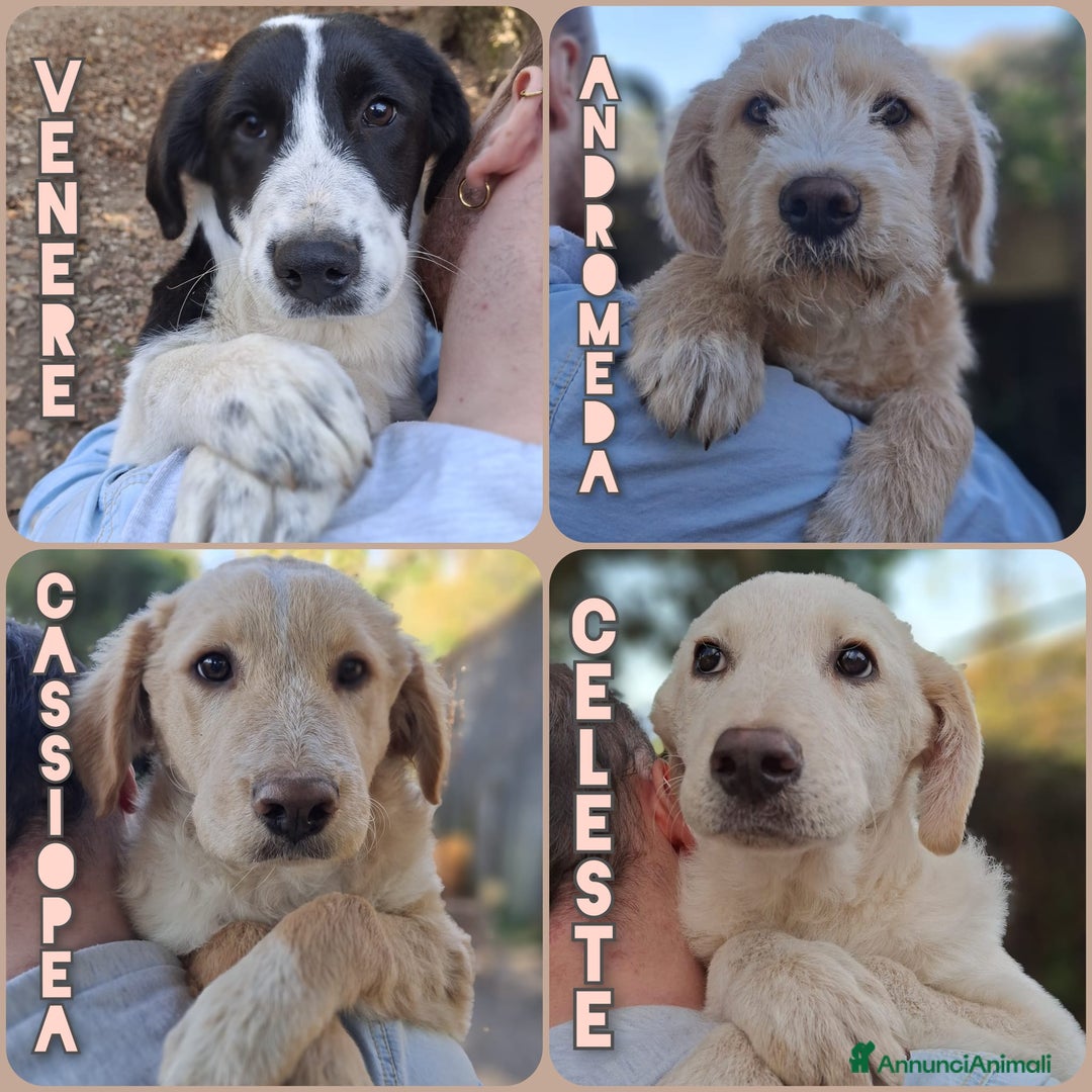 Meticcio cani in regalo: 4 CUCCIOLE impaurite cercano famiglie speciali! - Annuncio 13