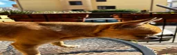 Chihuahua cani per accoppiamento: Chihuahua con pedigree per accoppiamento a Provincia di Caserta - Annuncio 4