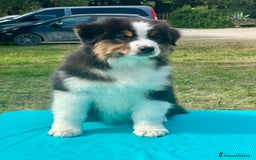 Australian Shepherd cani in vendita: Cuccioli Australian Shepherd con pedigree - Immagine 1