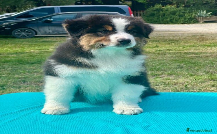 Australian Shepherd cani - Annuncio 6