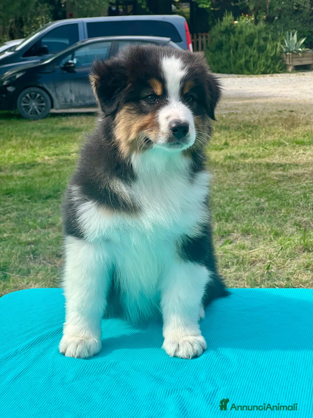 Australian Shepherd cani in vendita: Cuccioli Australian Shepherd con pedigree - Immagine 1