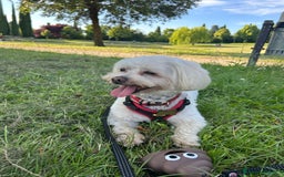 Maltese cani per accoppiamento: Accoppiamento a Provincia di Arezzo - Immagine 1