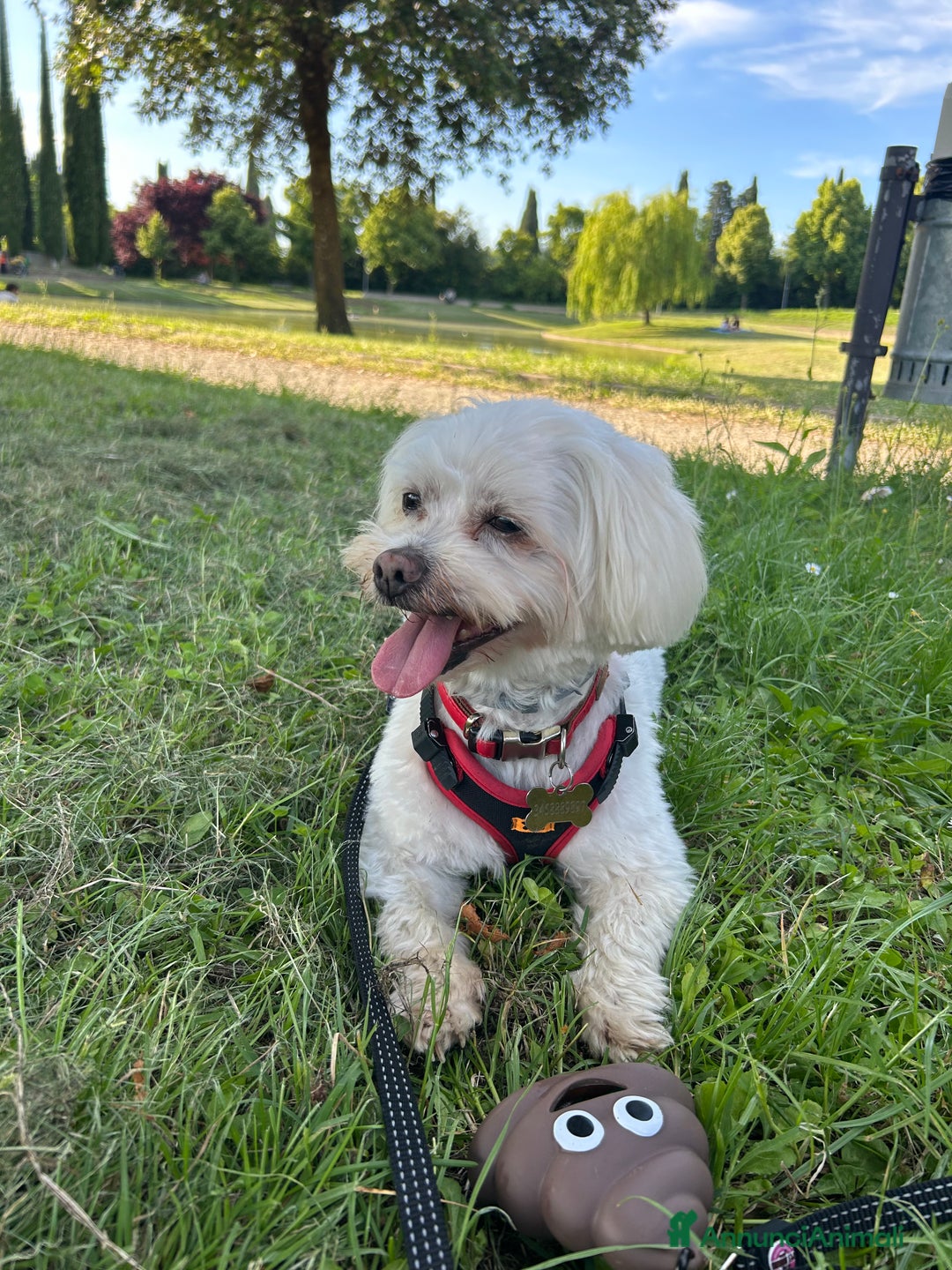 Maltese cani per accoppiamento: Accoppiamento a Provincia di Arezzo - Immagine 1