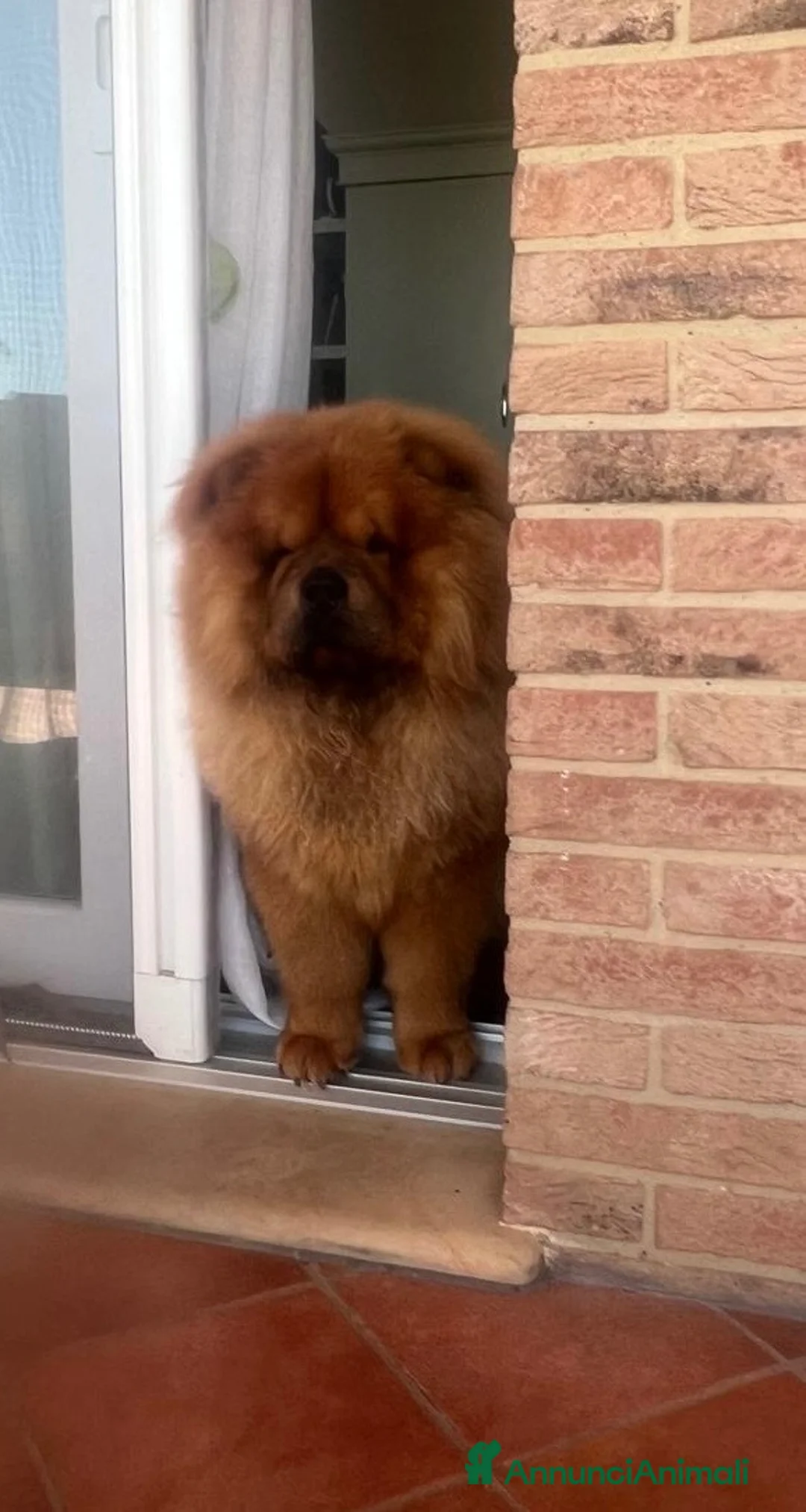 Chow Chow cani per accoppiamento: Chow Chow fulvo con pedigree disponibile per monta a Città Metropolitana di Torino - Annuncio 2