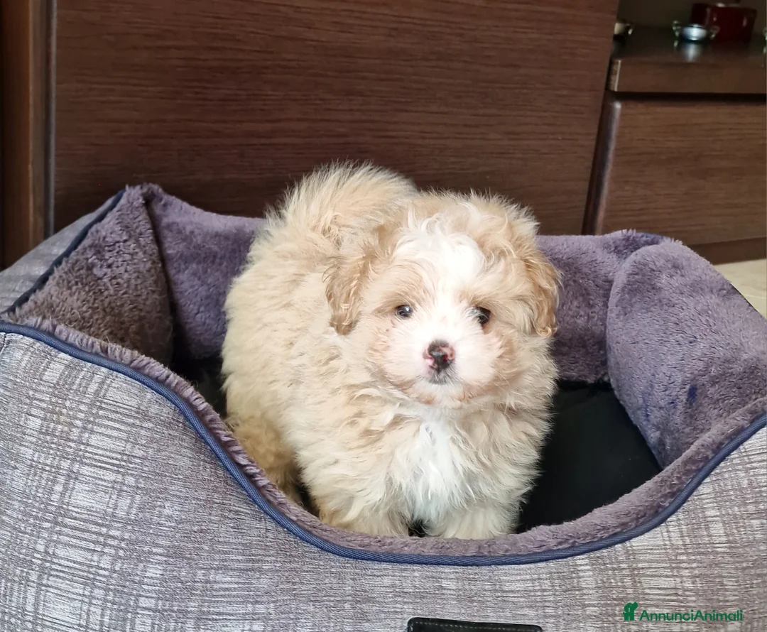 Meticcio cani in vendita: Maltipoo maschio  - Annuncio 6