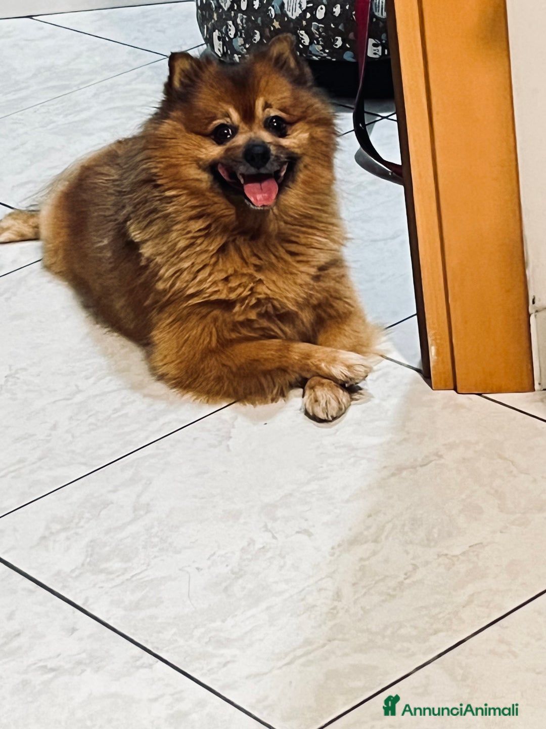 Volpino Pomerania cani per accoppiamento: Volpino Pomerania disponibile per accoppiamento  - Annuncio 5