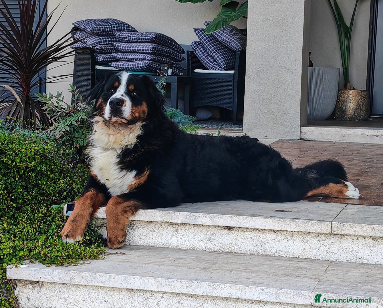 Bovaro del Bernese cani Bovaro del Bernese per accoppiamento - Annuncio 16