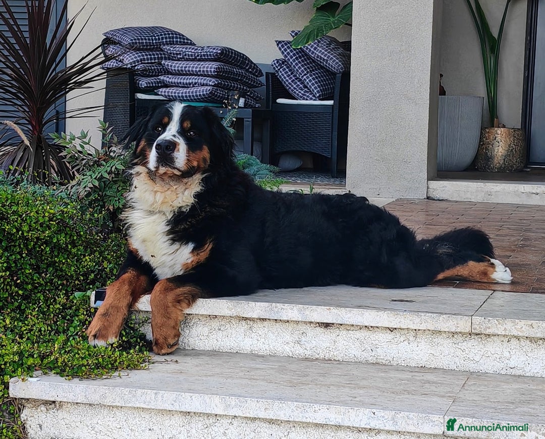 Bovaro del Bernese cani per accoppiamento: Bovaro del Bernese per accoppiamento - Annuncio 1