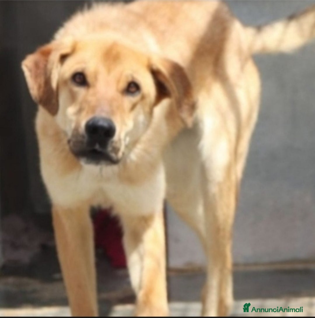 Meticcio cani in regalo: Bryan giovane portato in canile 1anima in pena.SUD a Città metropolitana di Milano - Annuncio 3