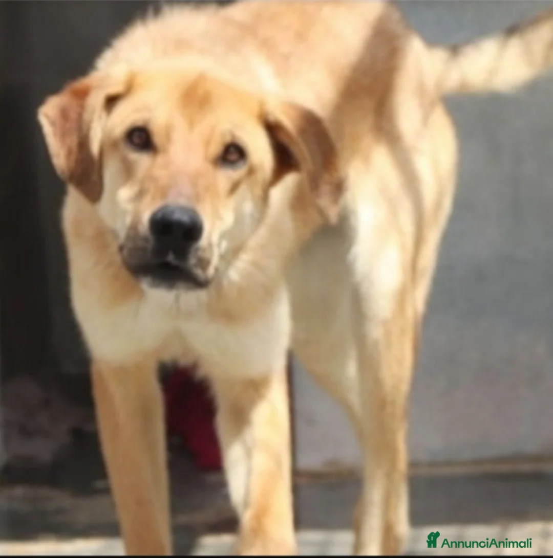 Meticcio cani in regalo: Bryan giovane portato in canile 1anima in pena.SUD a Città metropolitana di Milano - Annuncio 3