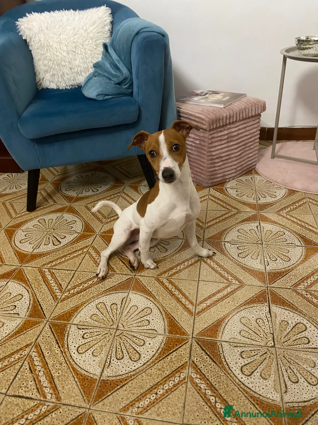 Jack Russell cani in regalo: Regalo jack Russel  a Città metropolitana di Palermo - Annuncio 3