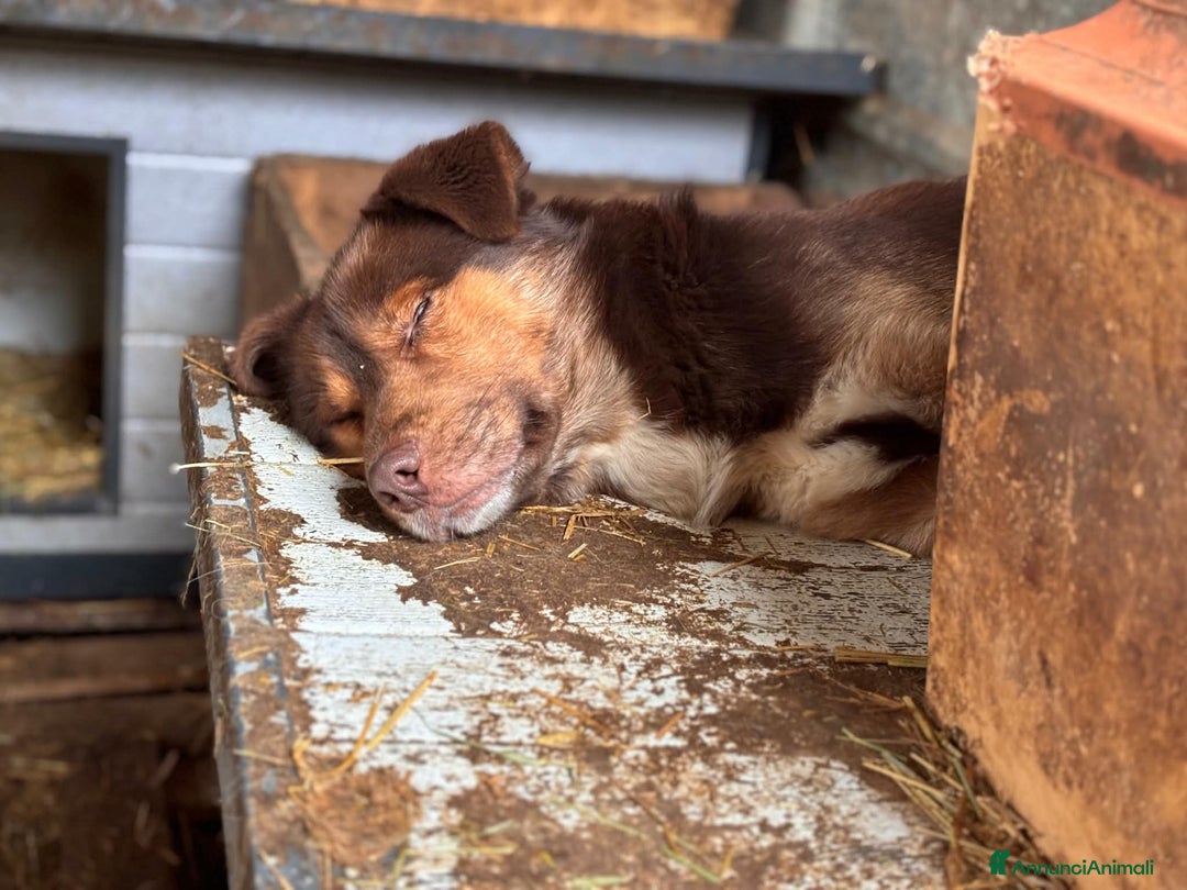 Meticcio cani in regalo: AURON, dagli occhi più belli del mondo! - Annuncio 6