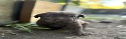 Labrador cani in vendita: Labrador retriever chocolate - Annuncio 14