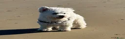 Bichon cani per accoppiamento: Bichon frise’ cerca Cagnolina per accoppiamento    - Annuncio 2