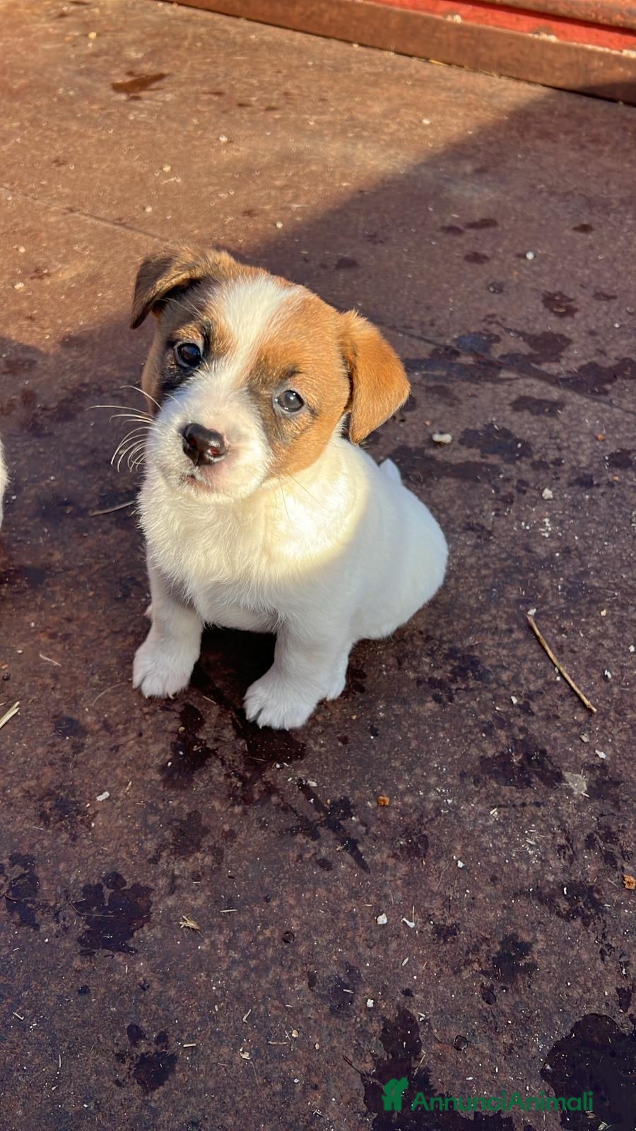 Jack Russell cani Cucciola di jack Russell terrier  - Annuncio 4