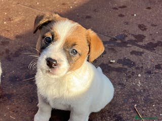 Jack Russell cani Cucciola di jack Russell terrier - Annuncio 4