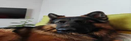 Pastore Tedesco cani per accoppiamento: Rey cerca femmina per riproduzione  - Annuncio 4