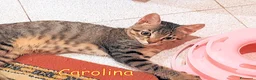 Europeo gatti in regalo: C'era una volta una TIGRATINA - Annuncio 7