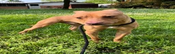 Meticcio cani in regalo: CARLETTO PIT BULLINO - Annuncio 16