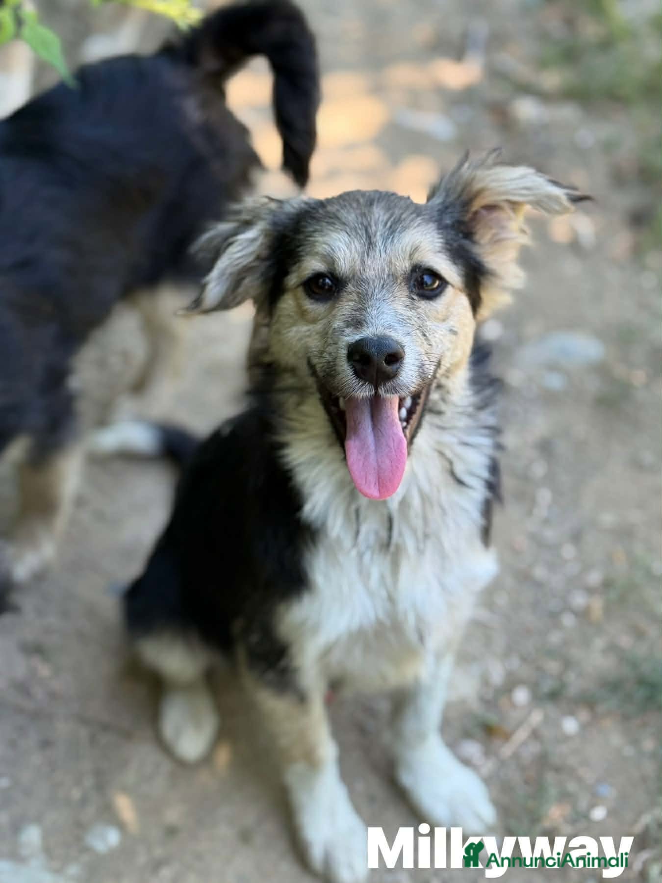 Meticcio cani 4 cuccioli di TAGLIA PICCOLA super dolci! - Annuncio 26