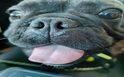 Bulldog Francese cani per accoppiamento: Bulldog francese per accoppiamento  a Provincia di Pesaro e Urbino - Immagine 2