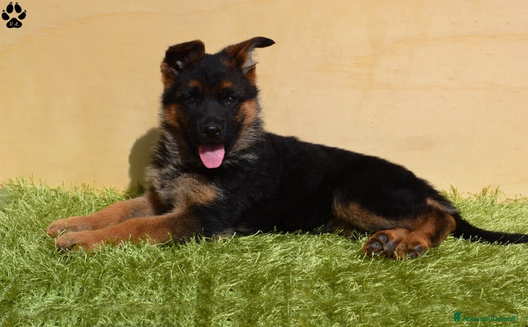 Pastore Tedesco cani - Annuncio 3