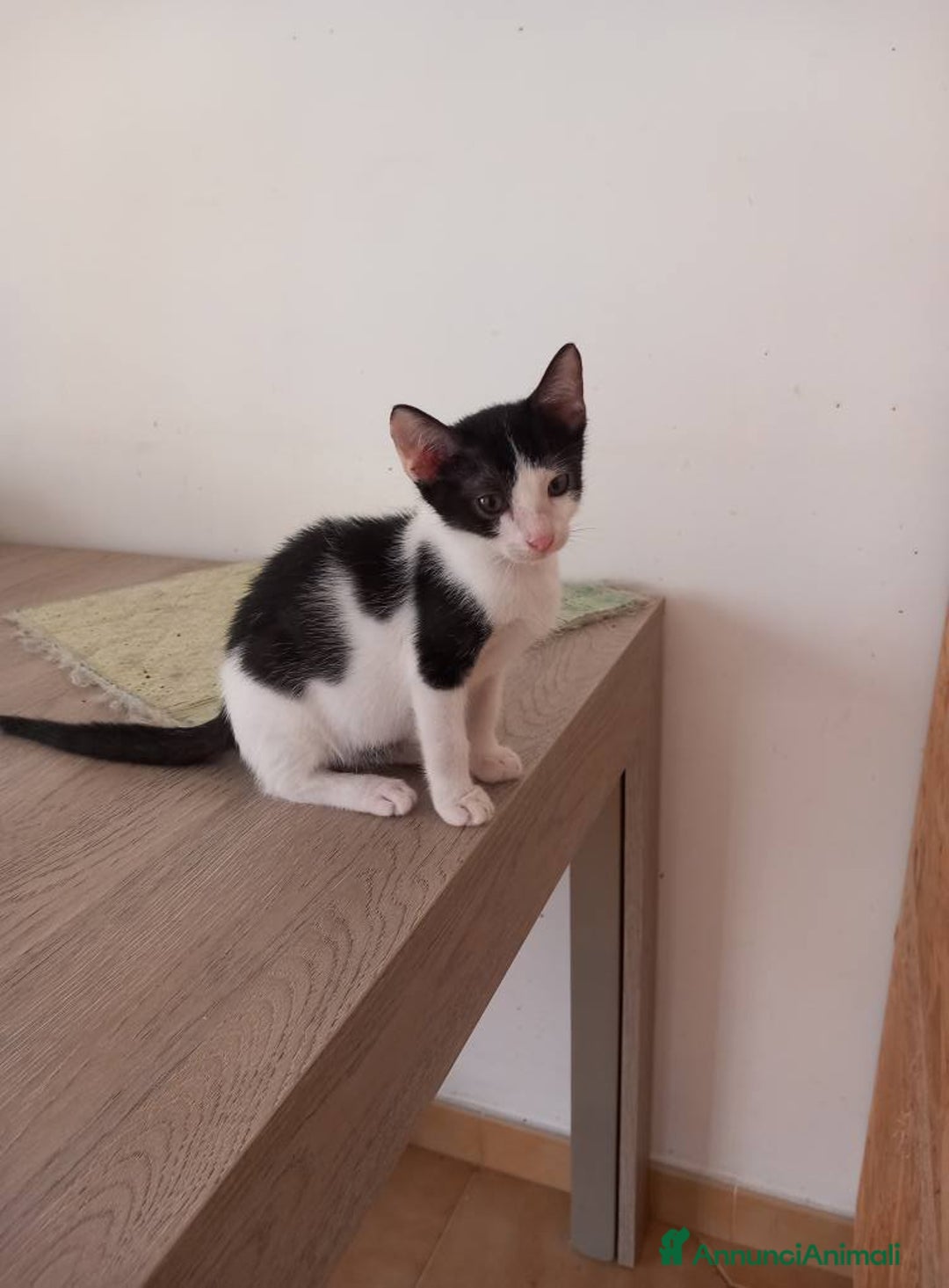 Europeo gatti in regalo: Dolce micino da adottare, LUPIN! - Annuncio 9