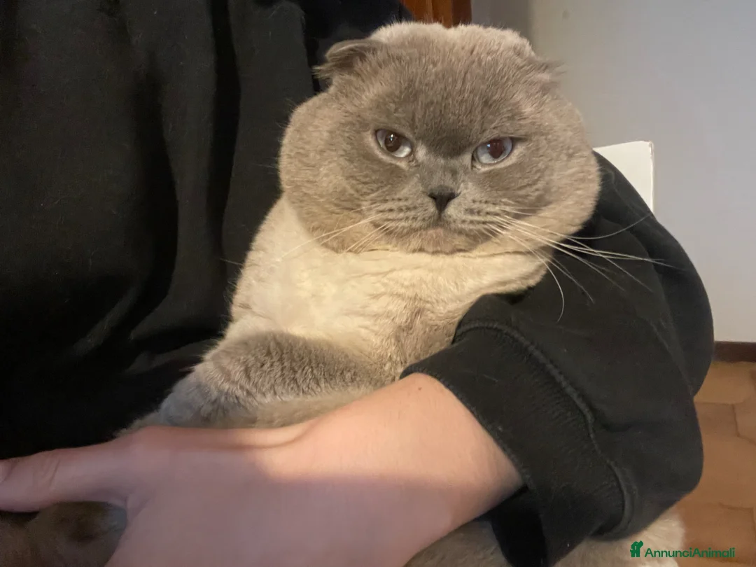 Scottish gatti per accoppiamento: Cerco gatta scottish strainght/ british - Annuncio 2