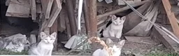 Meticcio gatti in regalo: 3mici 3mesi e mammina da salvare VOGHERA PV. - Annuncio 5