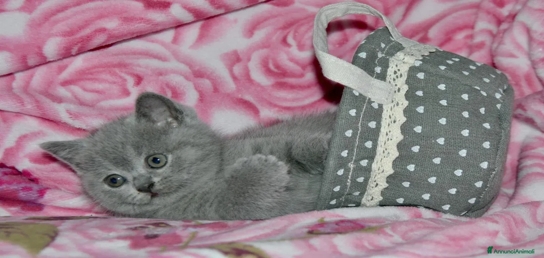 Immagine della galleria {{count}}