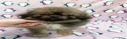 Tibetan Spaniel cani in vendita: Tibetan Spaniel cuccioli - Annuncio 3