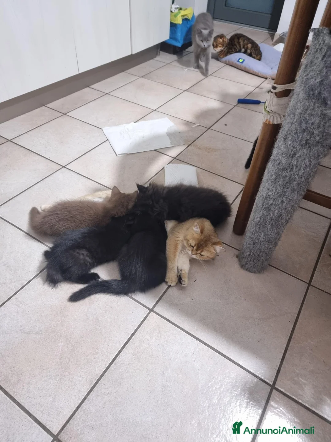 Scottish gatti in vendita: Scottish Straight con Pedigree  - Annuncio 2