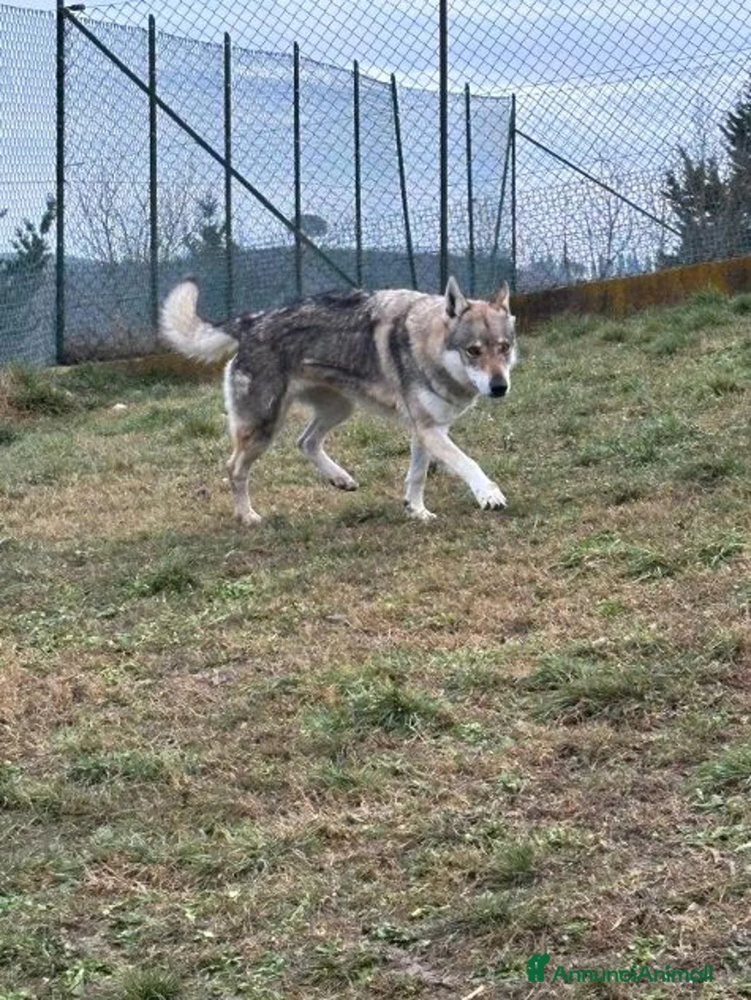 Lupo Cecoslovacco cani in regalo: DIANA splendida solo per esperti - Annuncio 4