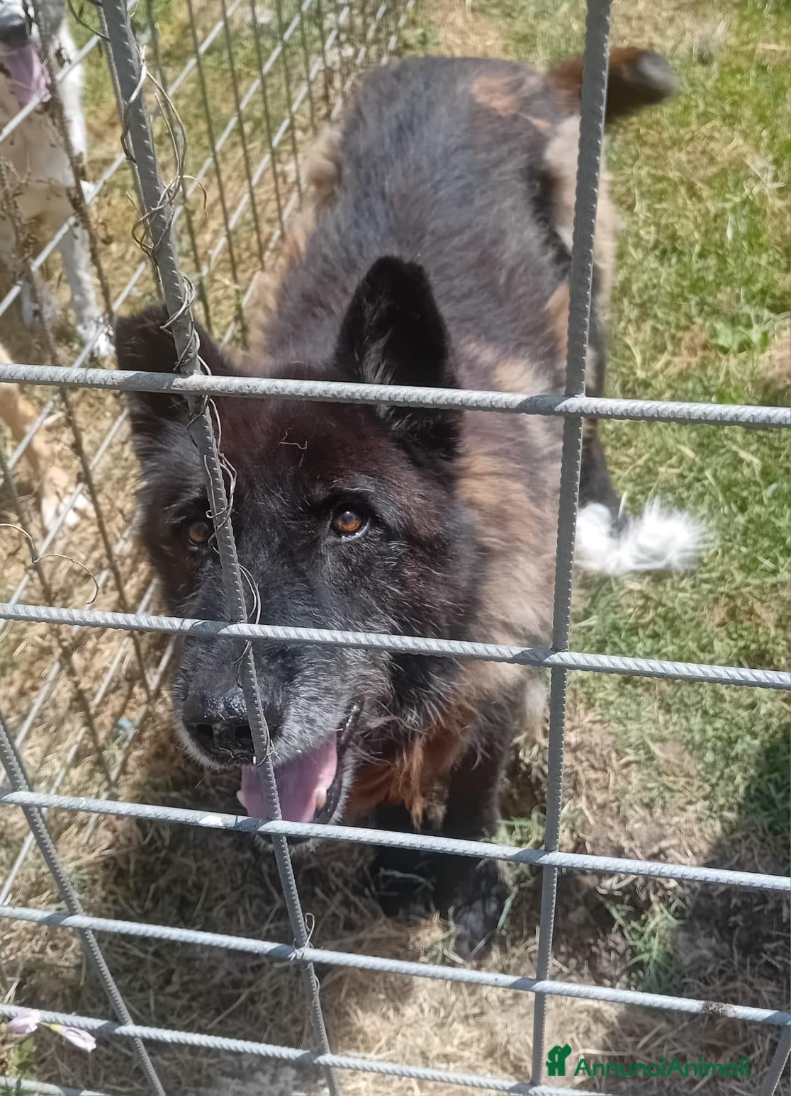 Meticcio cani Gioacchino, adozione del cuore - Annuncio 16