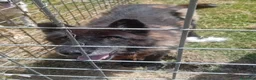 Meticcio cani in regalo: Gioacchino, adozione del cuore - Annuncio 1
