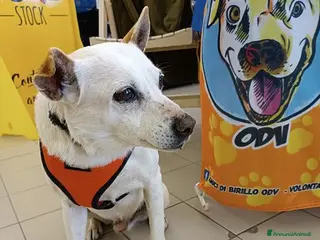 Meticcio cani Gino, detto il chiacchierino - Annuncio 17