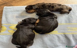 Bassotto cani in vendita: Bassotti Cuccioli - Immagine 5