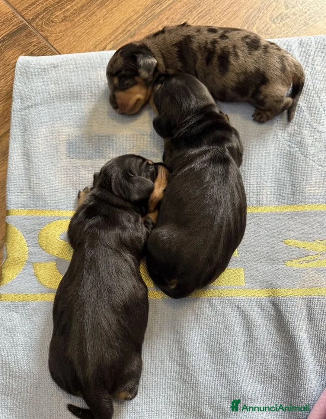 Bassotto cani in vendita: Bassotti Cuccioli - Immagine 5