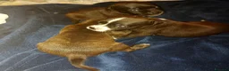 Staffordshire cani in vendita: STAFFORDSHIRE BULL TERRIER  - Annuncio 7