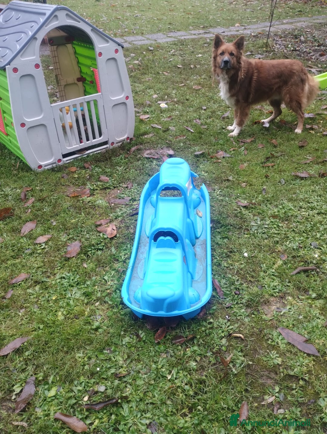 Meticcio cani in regalo: DANKON a Città metropolitana di Roma Capitale - Annuncio 7