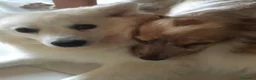 Cocker cani in regalo: Cocker Spaniel e Volpino cercano nuova famiglia  a Libero consorzio comunale di Ragusa - Annuncio 5