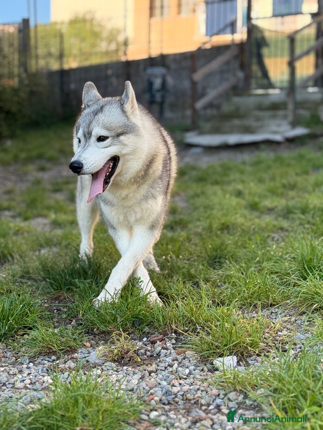 Husky cani per accoppiamento: Husky Siberiano con pedigree cerca fidanzata - Annuncio 3